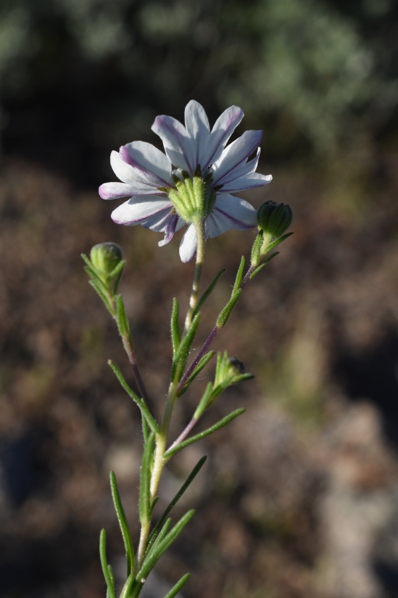 Blepharipappus scaber