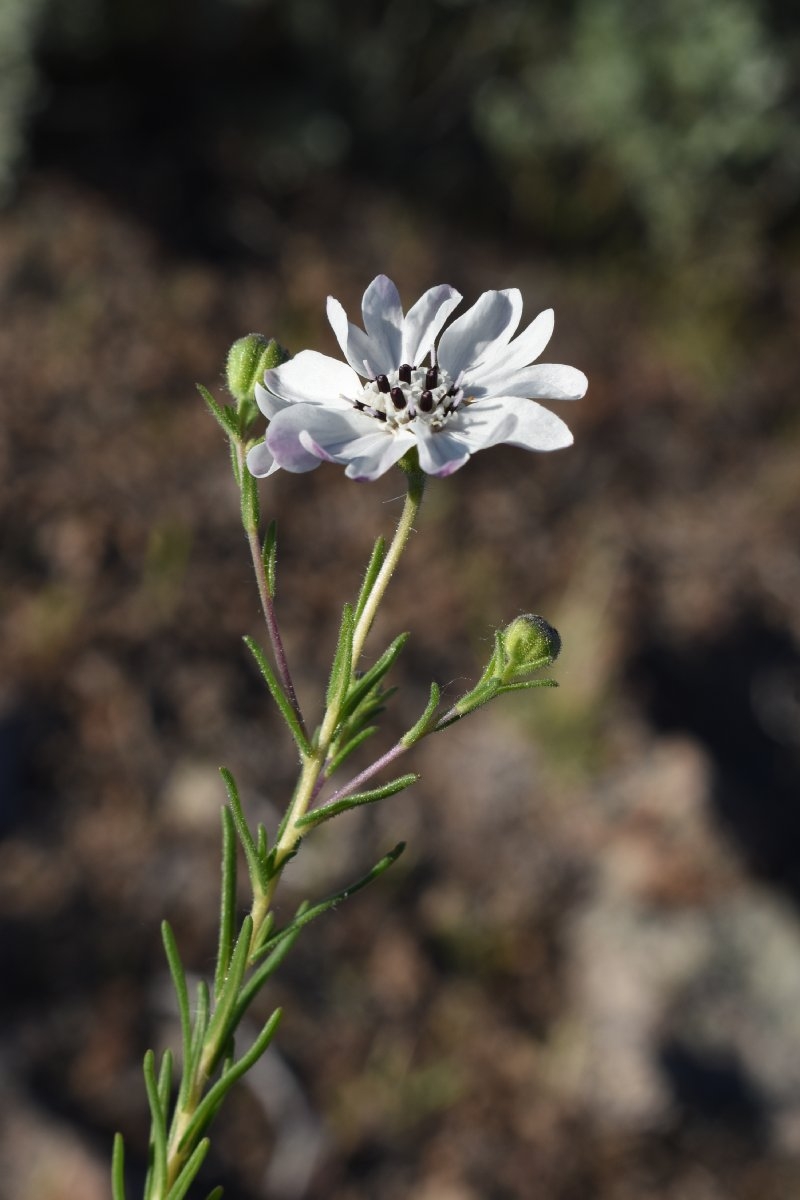 Blepharipappus scaber