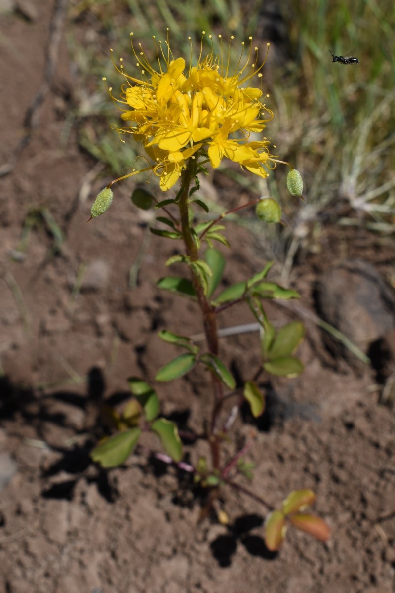 Cleomella platycarpa