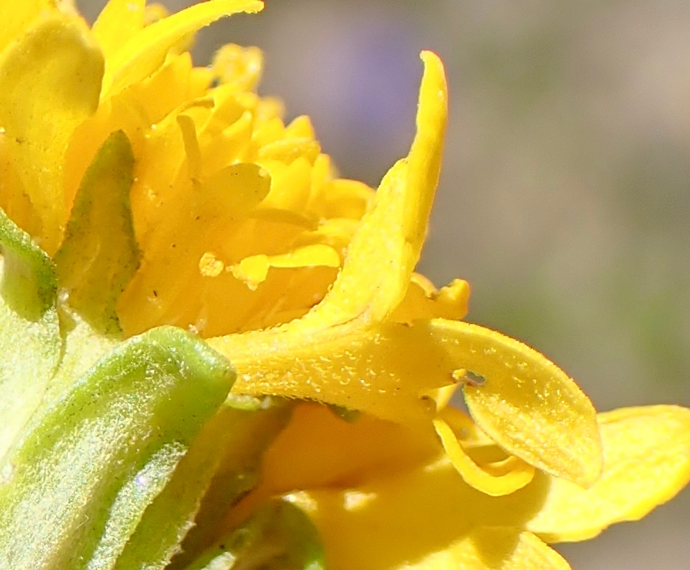 Chaenactis glabriuscula var. megacephala