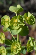 Euphorbia crenulata