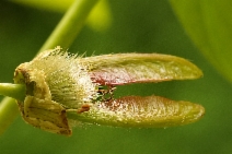 Acer macrophyllum