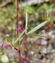 Trifolium tridentatum var. aciculare
