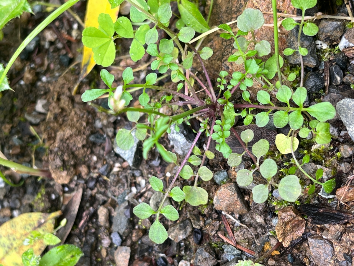 Cardamine hirsuta