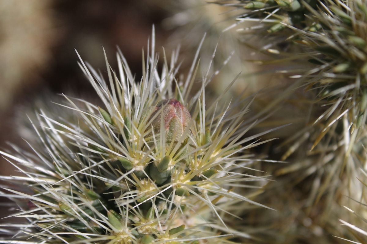 Cylindropuntia echinocarpa