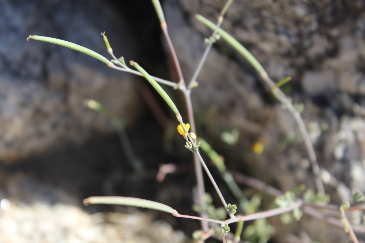 Eschscholzia minutiflora ssp. minutiflora
