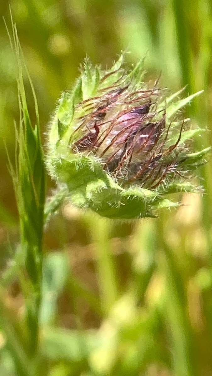 Trifolium barbigerum