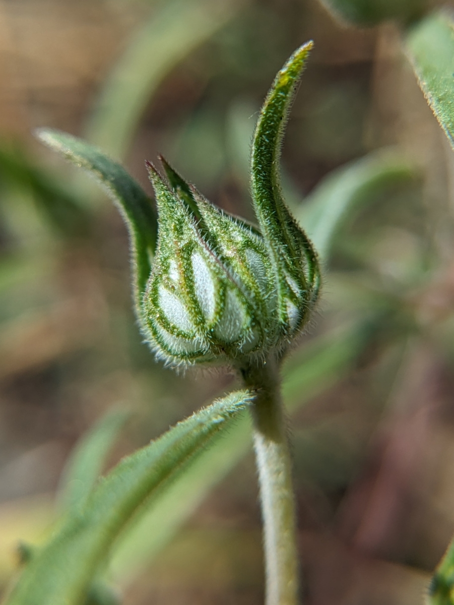 Monardella douglasii