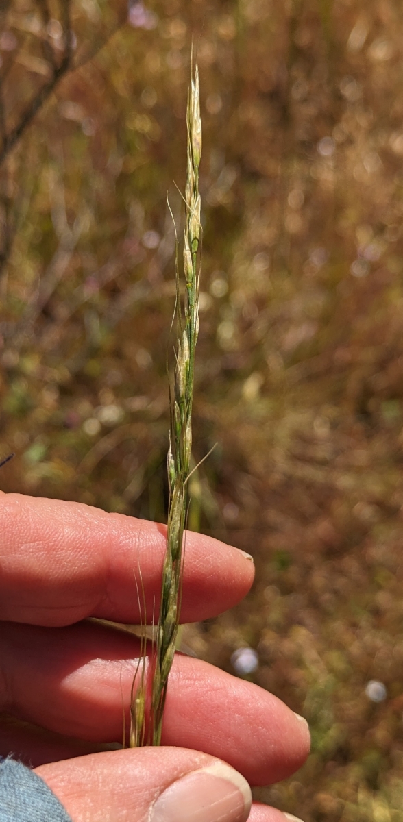 Stipa lemmonii var. lemmonii