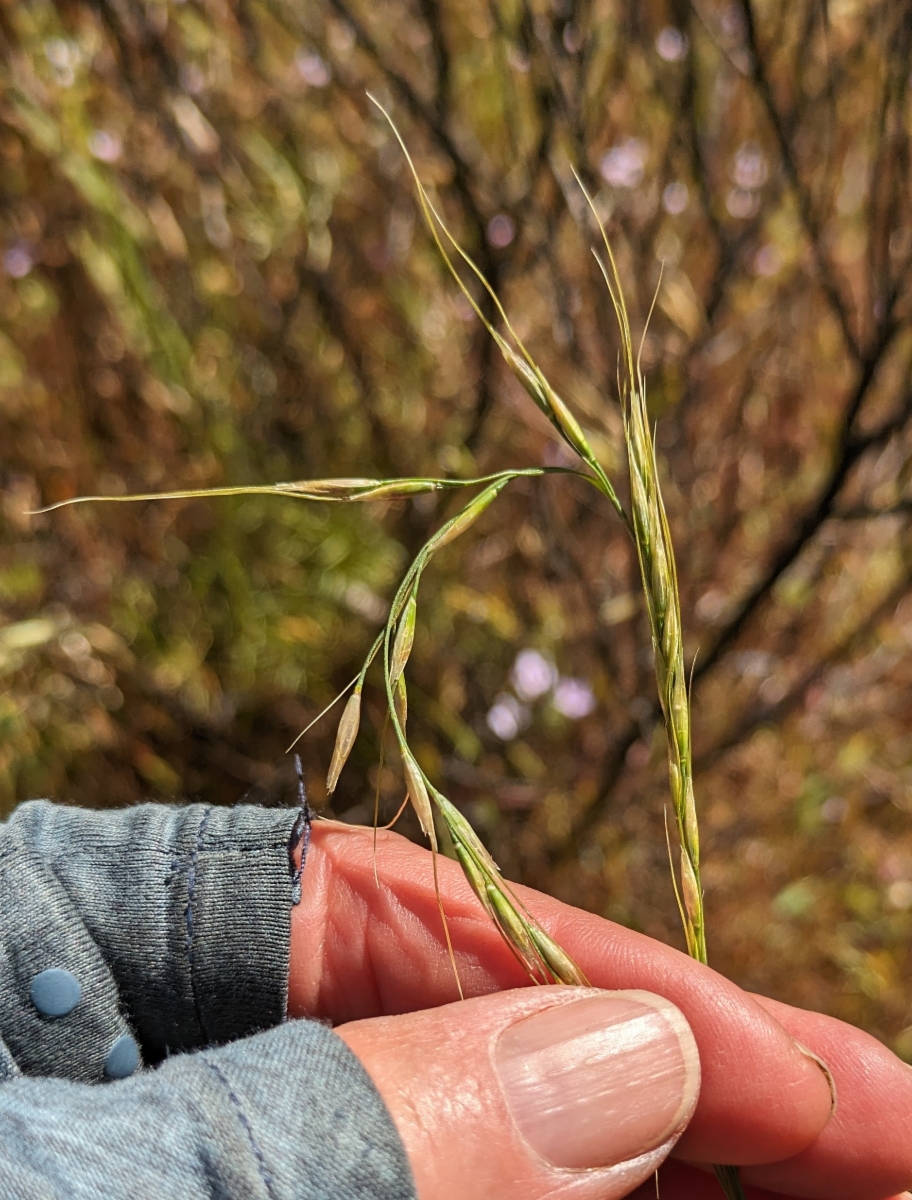 Stipa lemmonii var. lemmonii