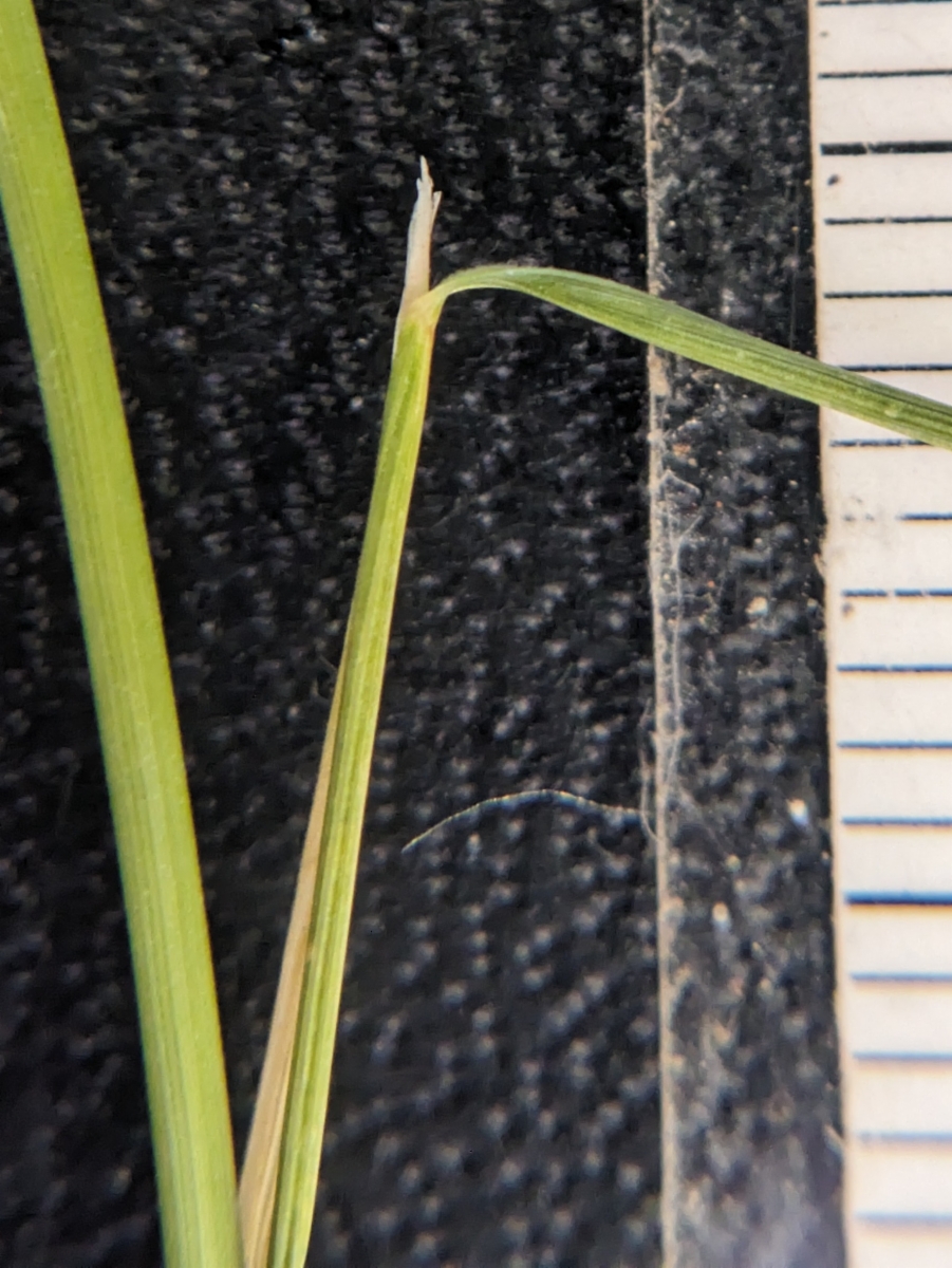 Stipa lemmonii var. lemmonii