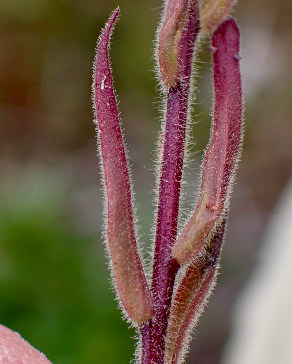 Castilleja minor ssp. spiralis