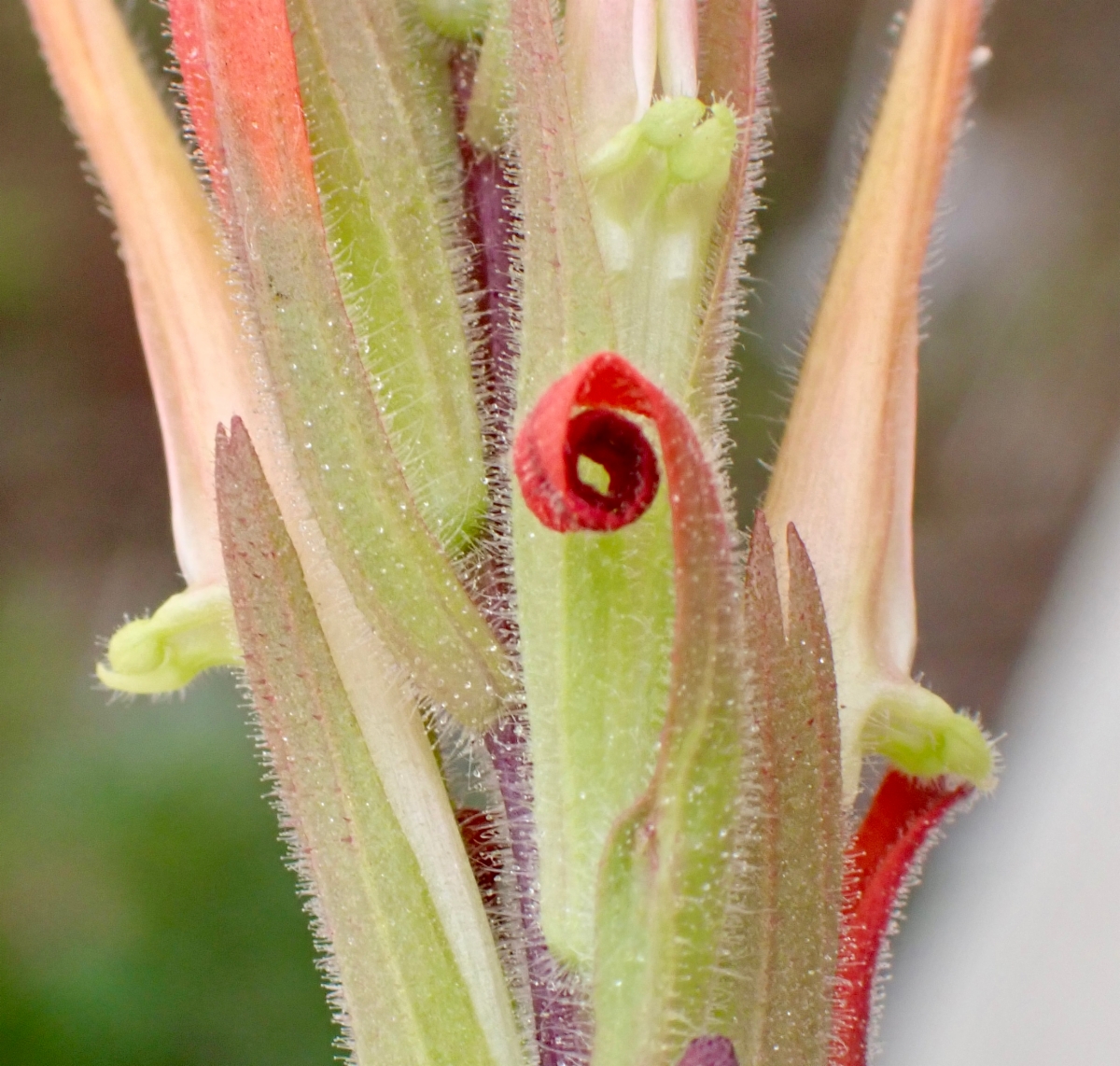 Castilleja minor ssp. spiralis