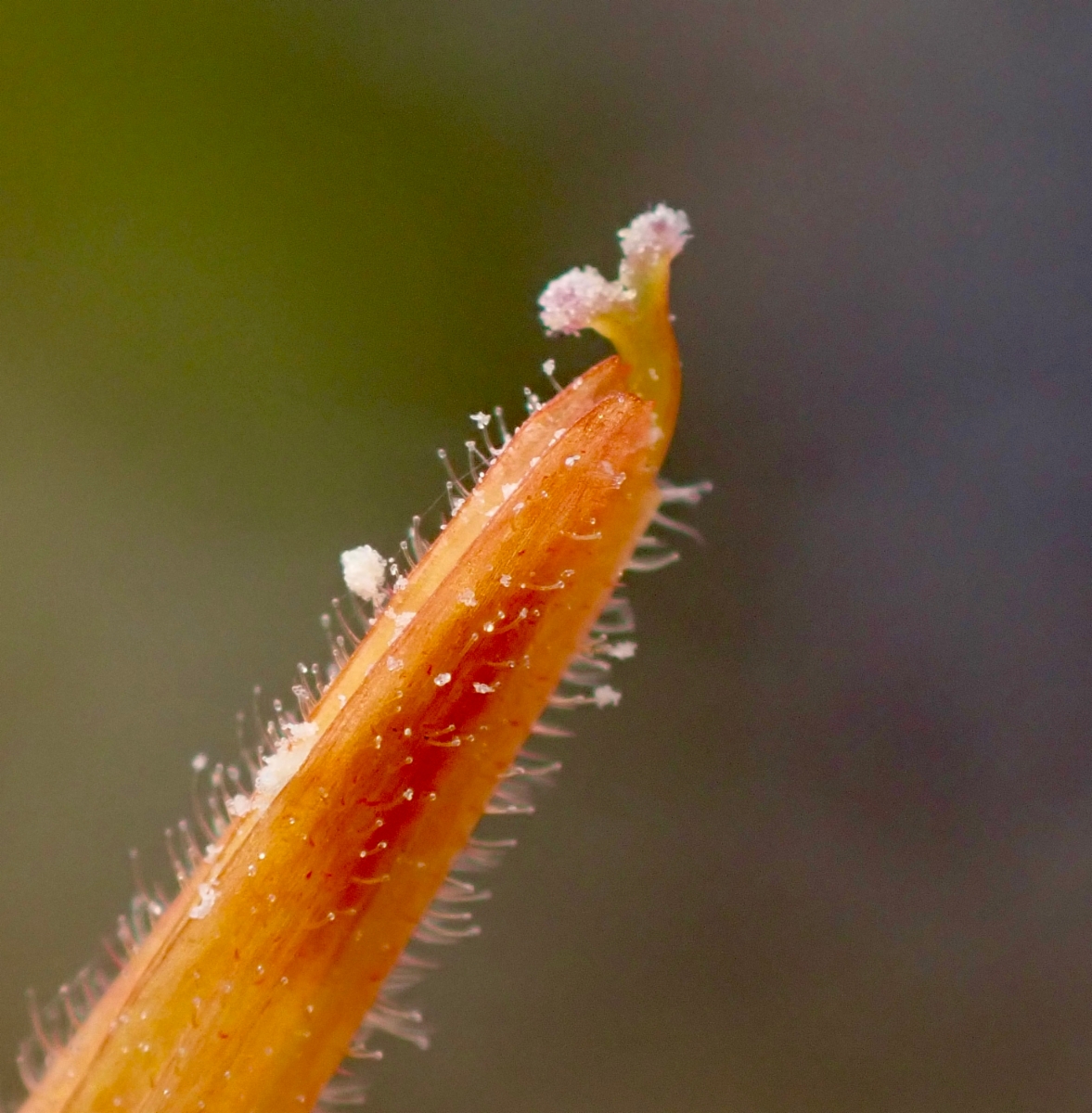 Castilleja minor ssp. spiralis