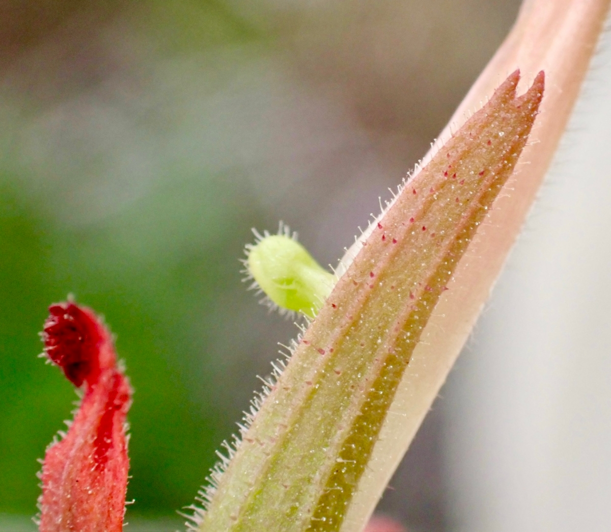 Castilleja minor ssp. spiralis