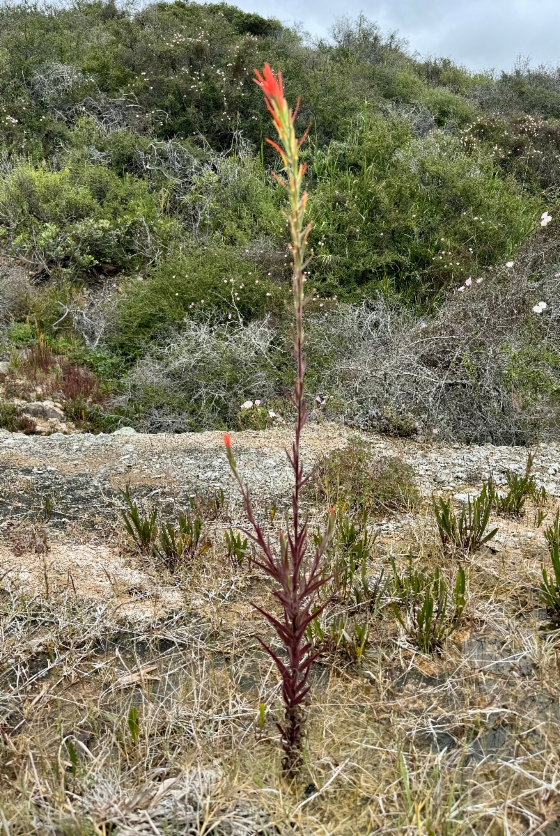 Castilleja minor ssp. spiralis