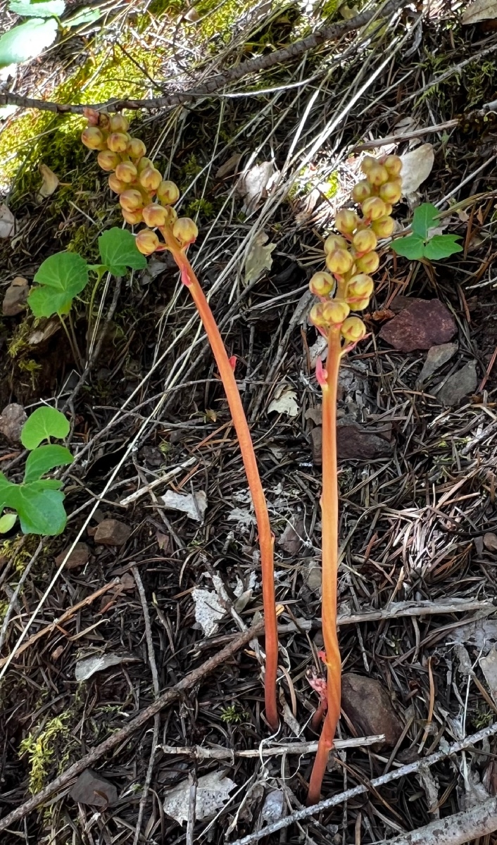 Pyrola aphylla