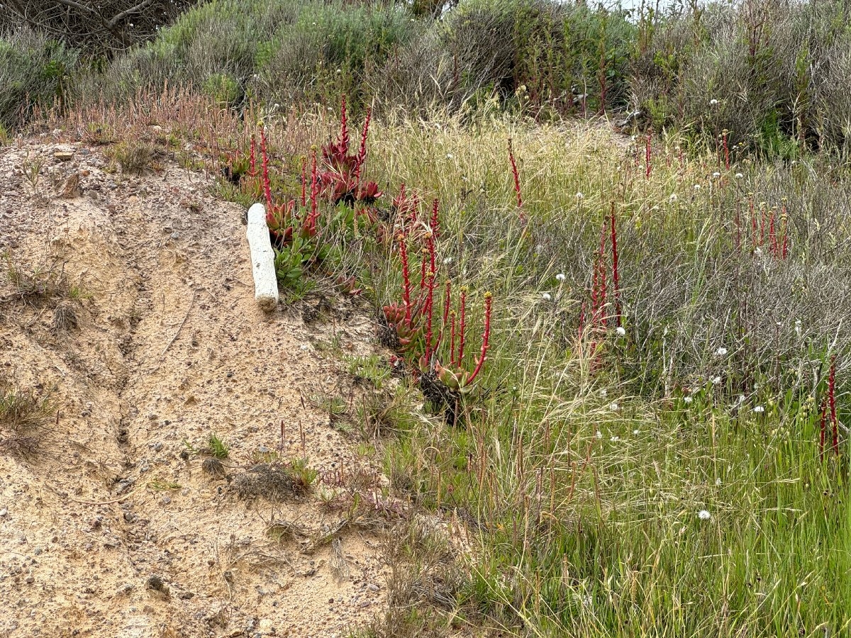 Dudleya palmeri