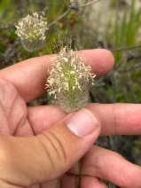 Lagurus ovatus