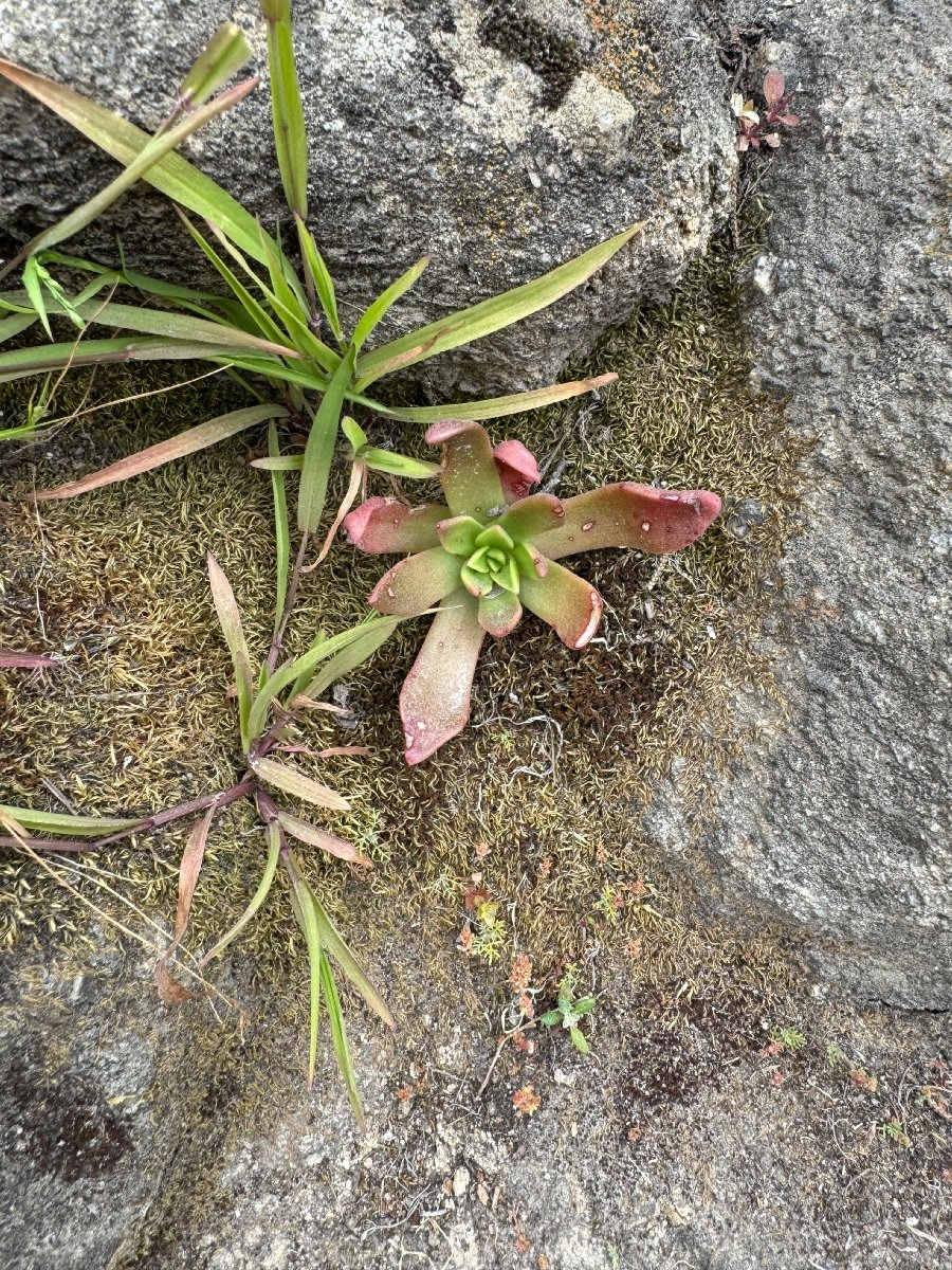 Dudleya palmeri