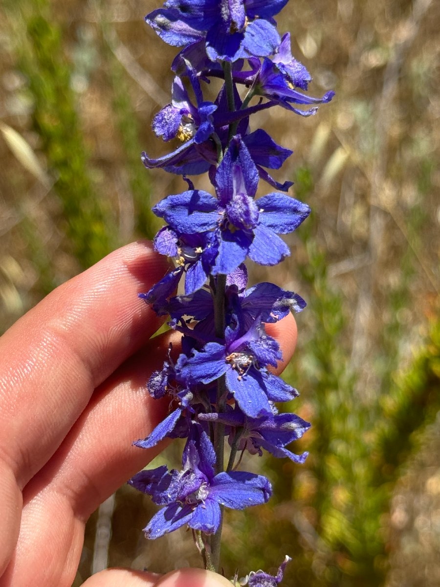 Delphinium variegatum ssp. variegatum