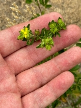 Potentilla glandulosa ssp. reflexa