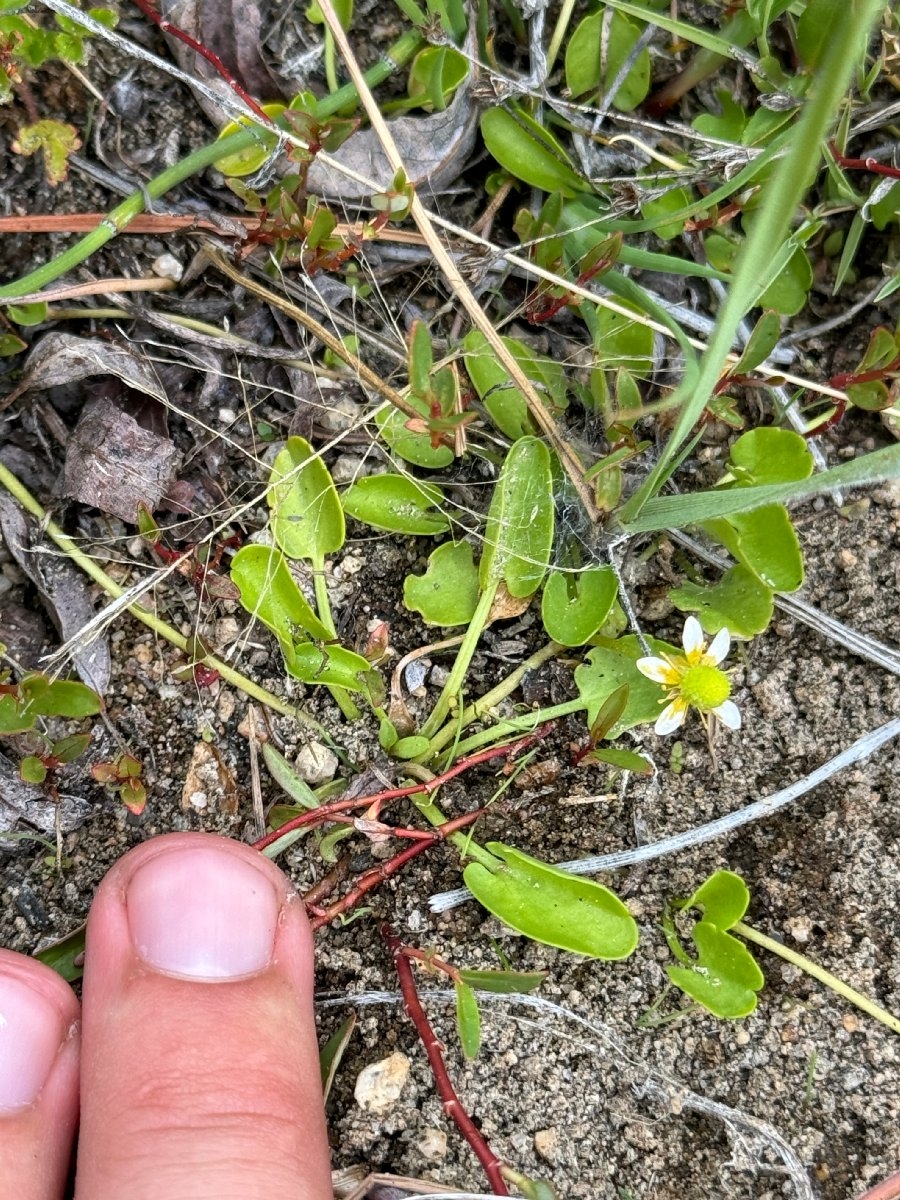 Ranunculus alismifolius var. alismellus