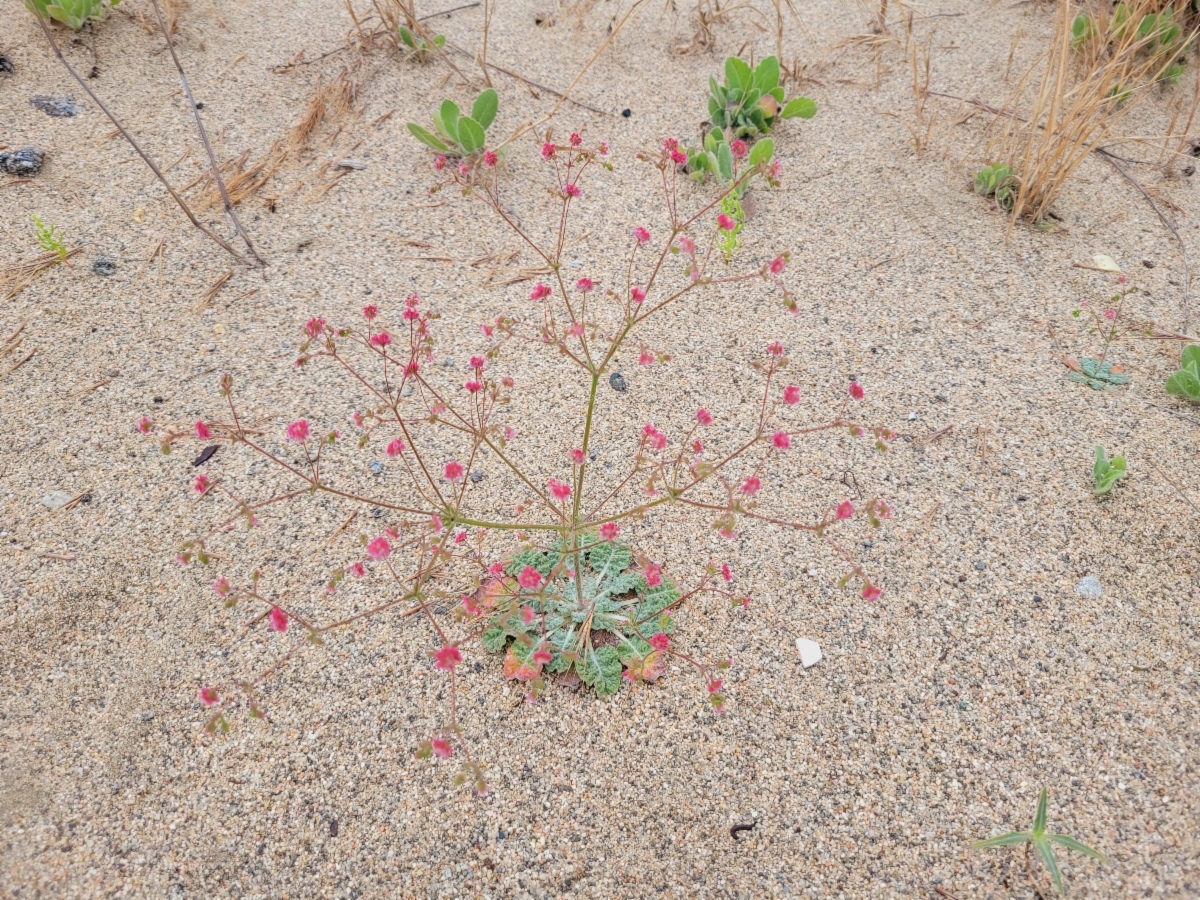 Eriogonum thurberi