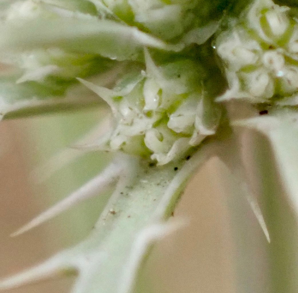 Eryngium vaseyi