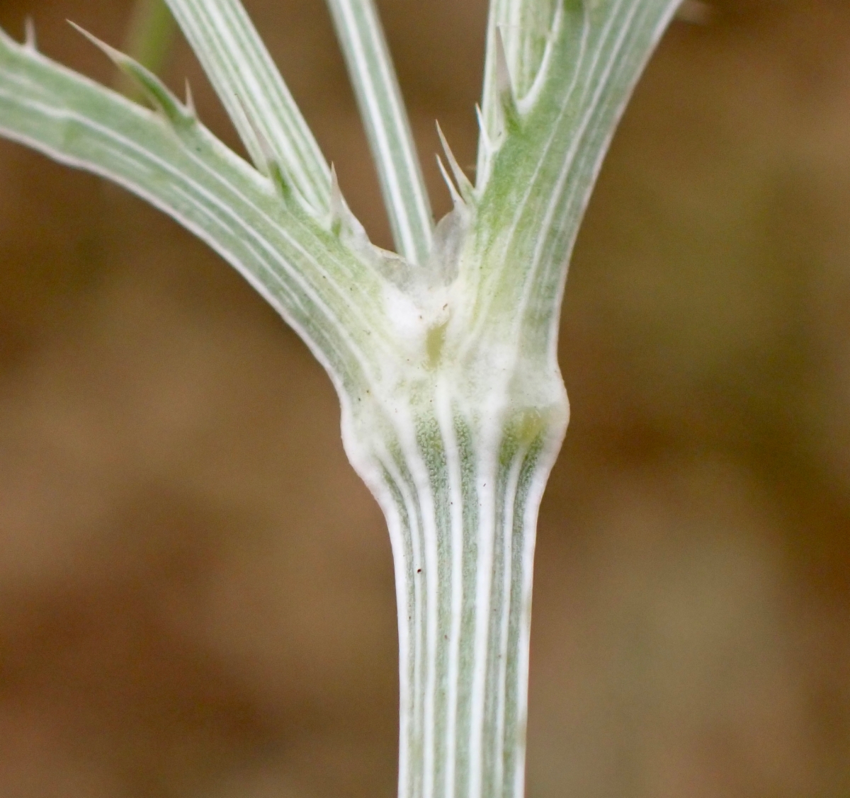 Eryngium vaseyi