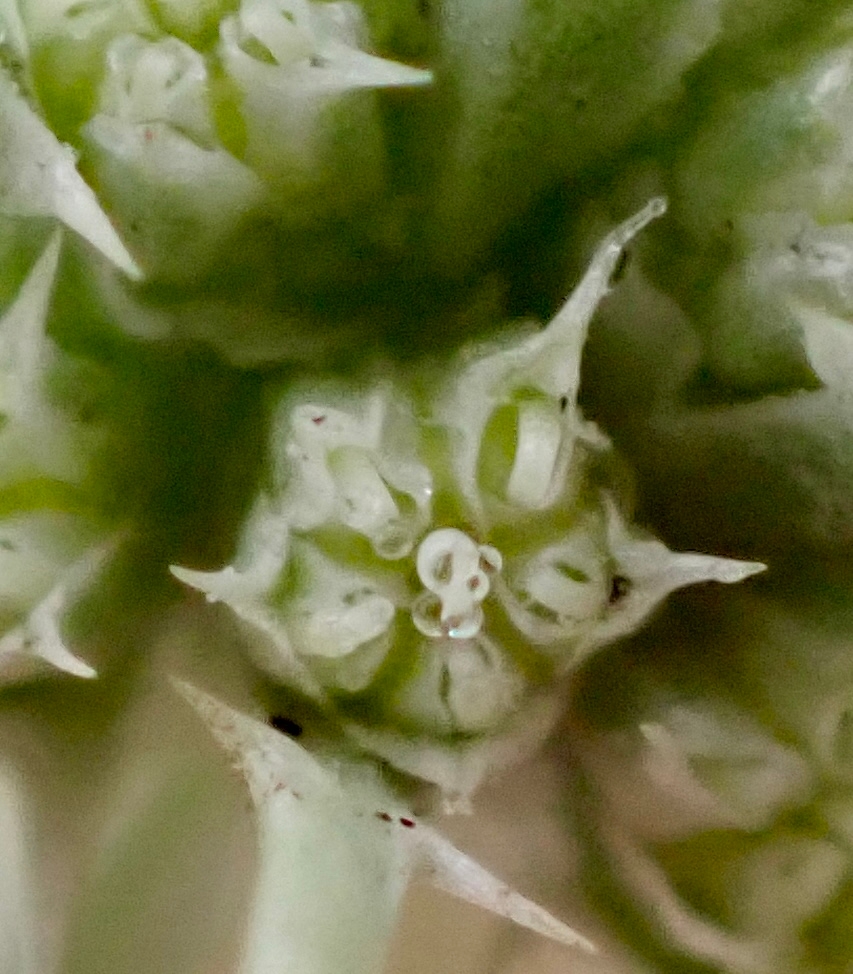 Eryngium vaseyi