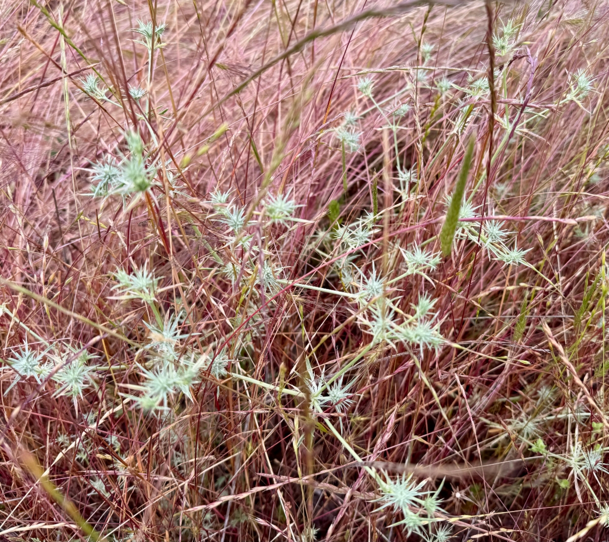 Eryngium vaseyi