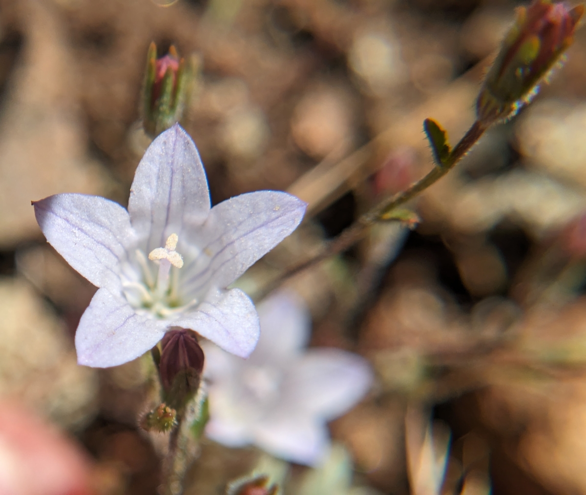 Campanula exigua