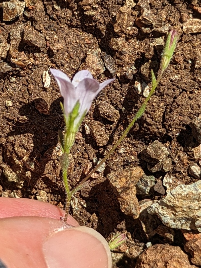 Campanula exigua