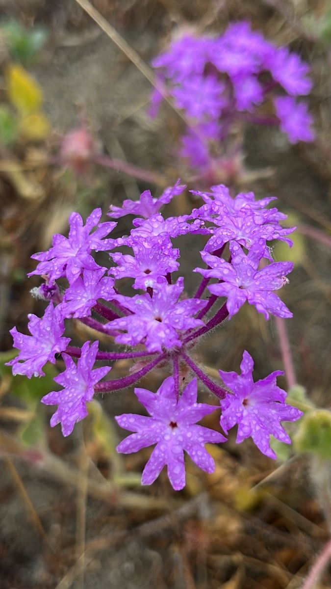 Abronia villosa