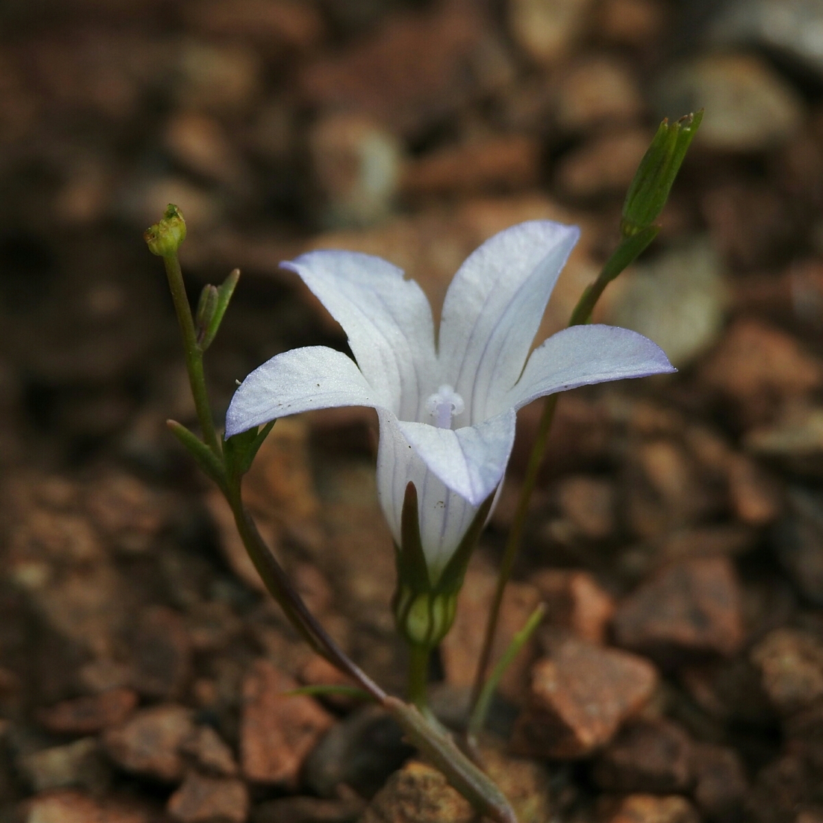 Campanula exigua