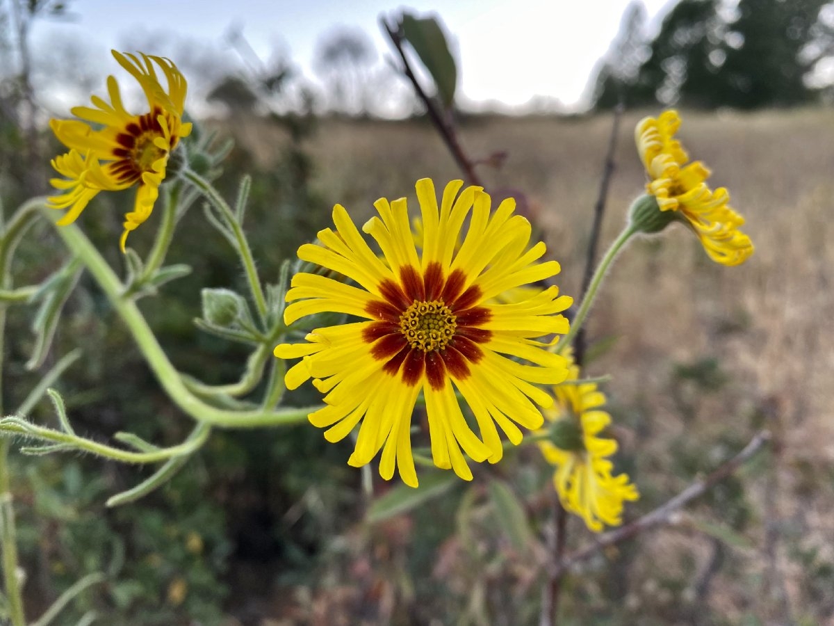 Madia elegans