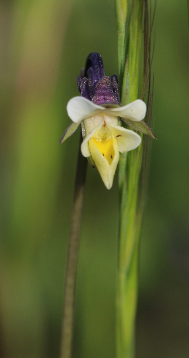 Viola arvensis