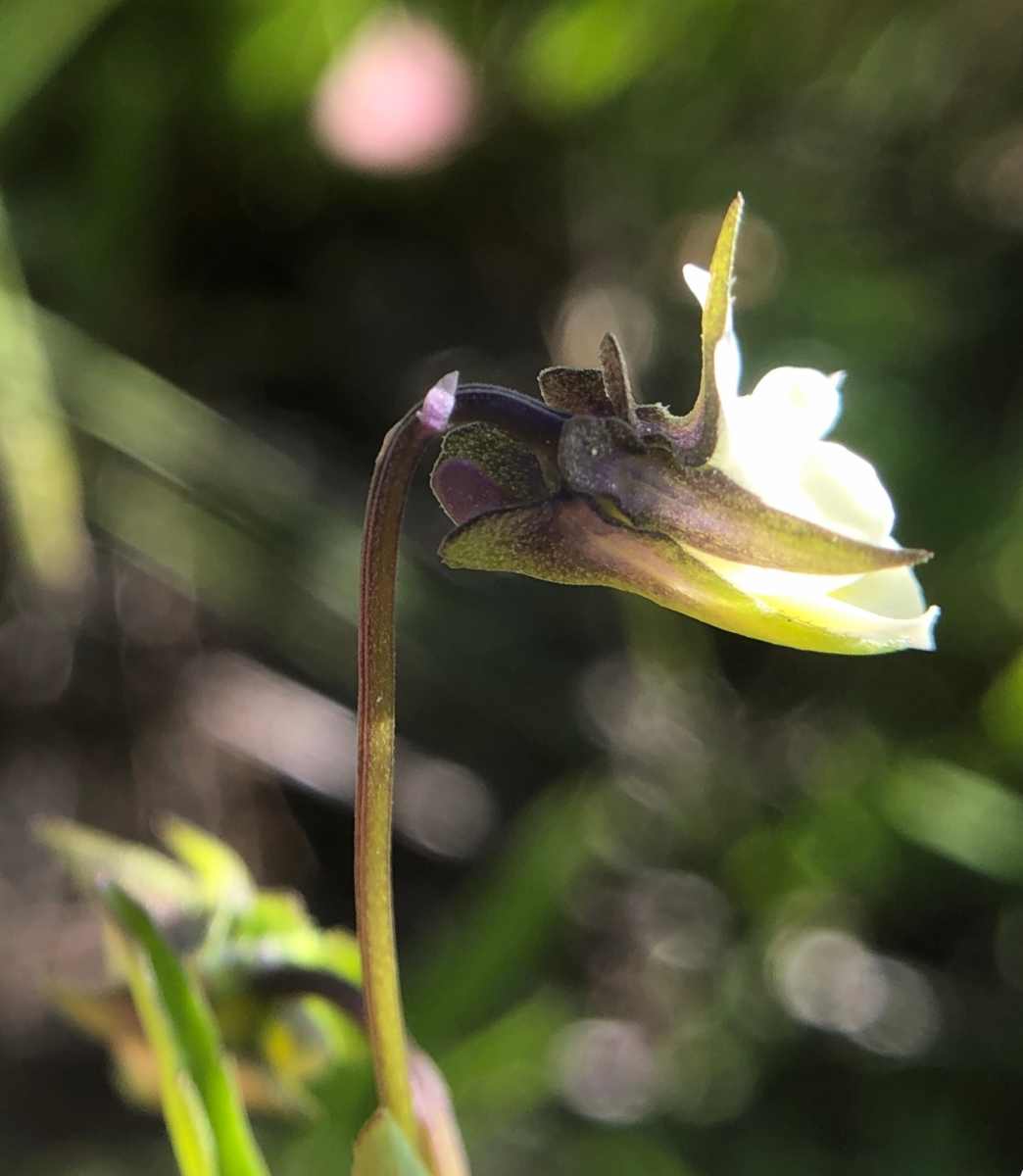 Viola arvensis