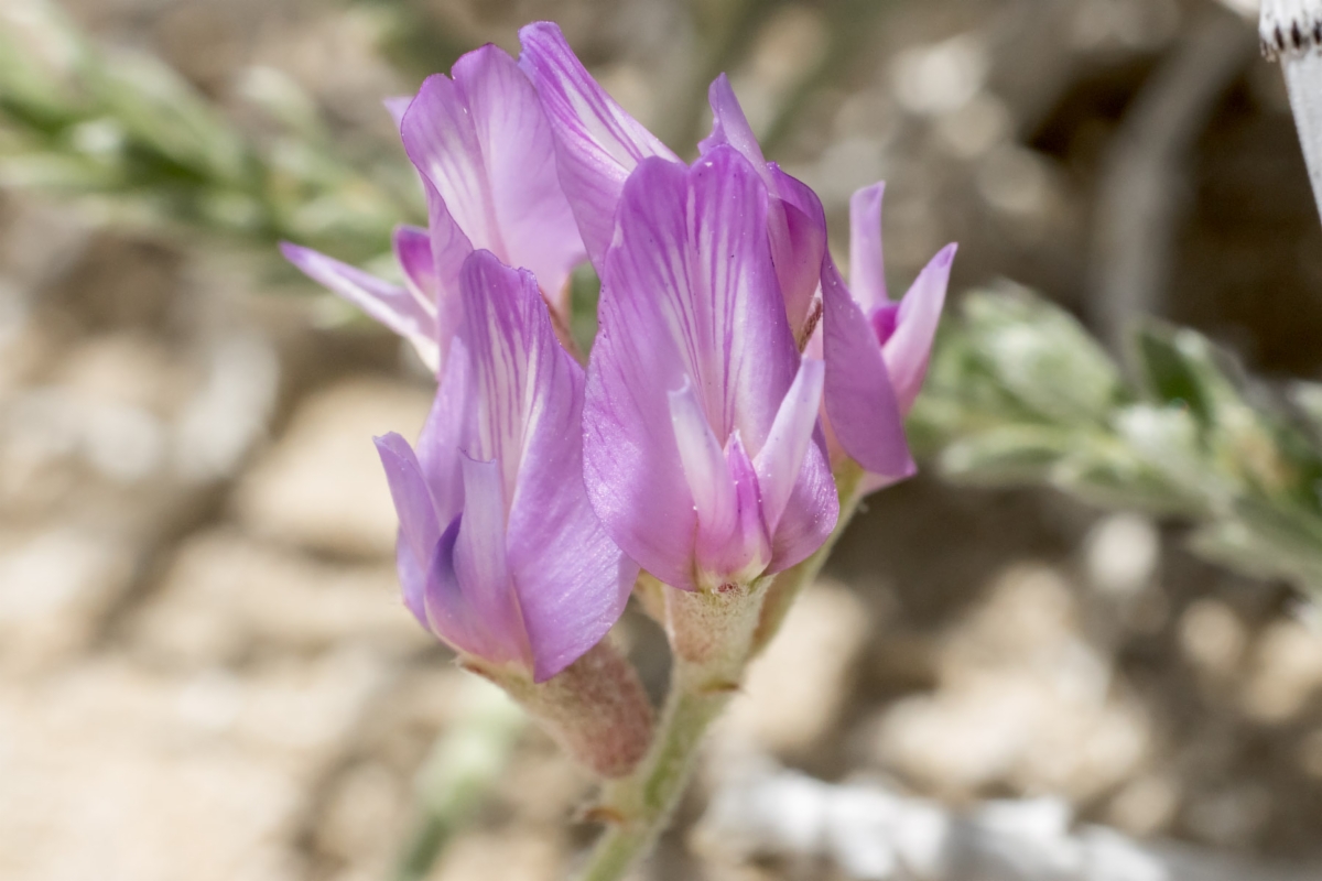 Astragalus lentiginosus var. piscinensis