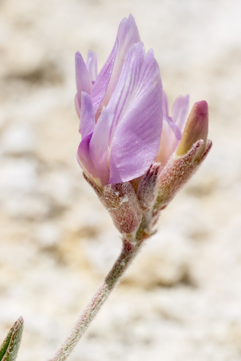 Astragalus lentiginosus var. piscinensis