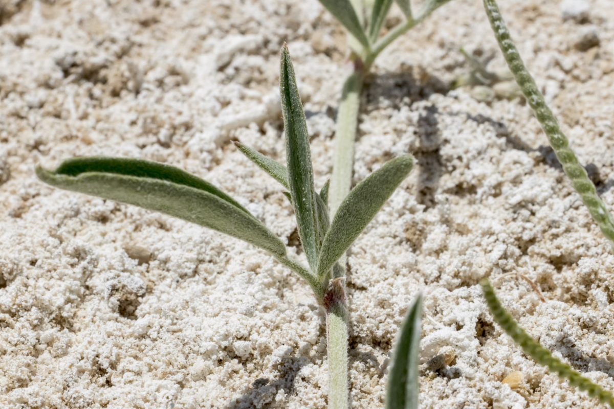 Astragalus lentiginosus var. piscinensis