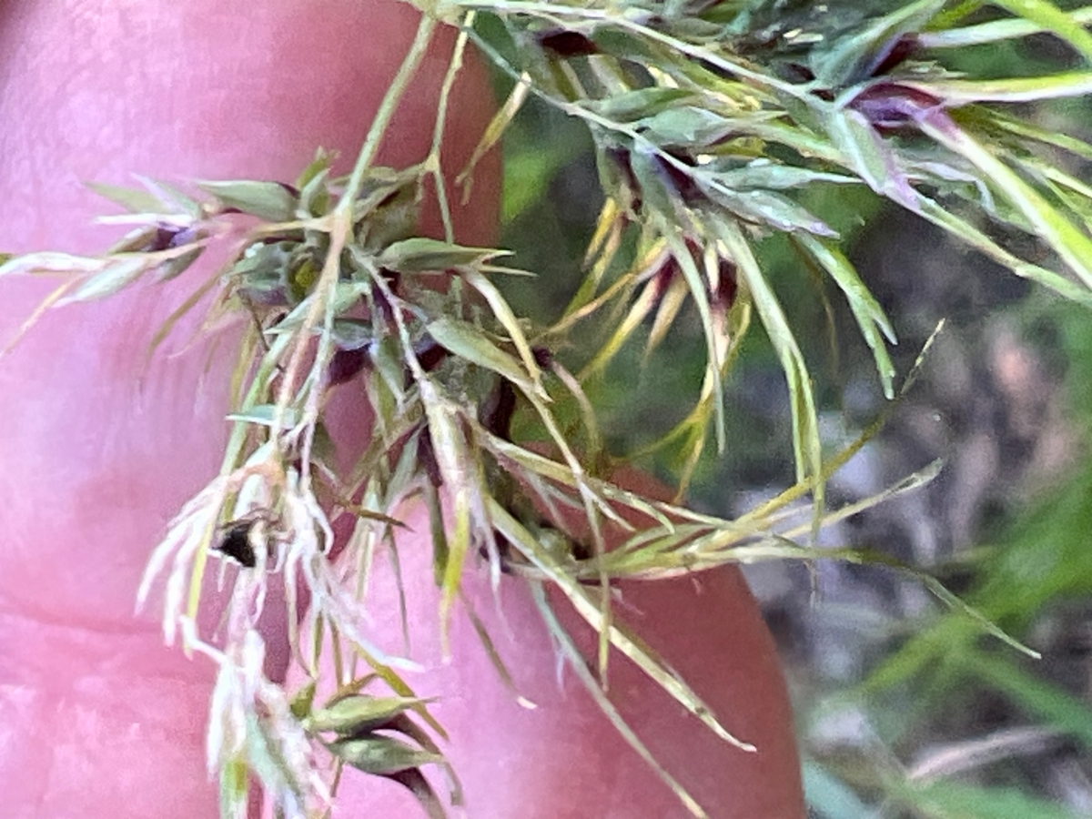 Poa bulbosa ssp. vivipara