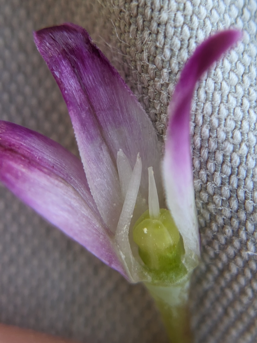 Allium bolanderi var. bolanderi