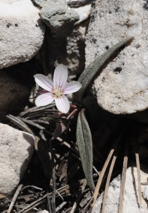 Claytonia peirsonii ssp. bernardinus