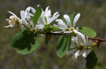 Amelanchier alnifolia var. pumila