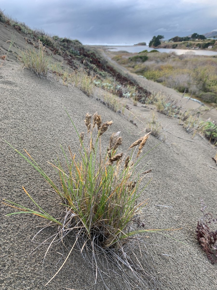 Poa macrantha