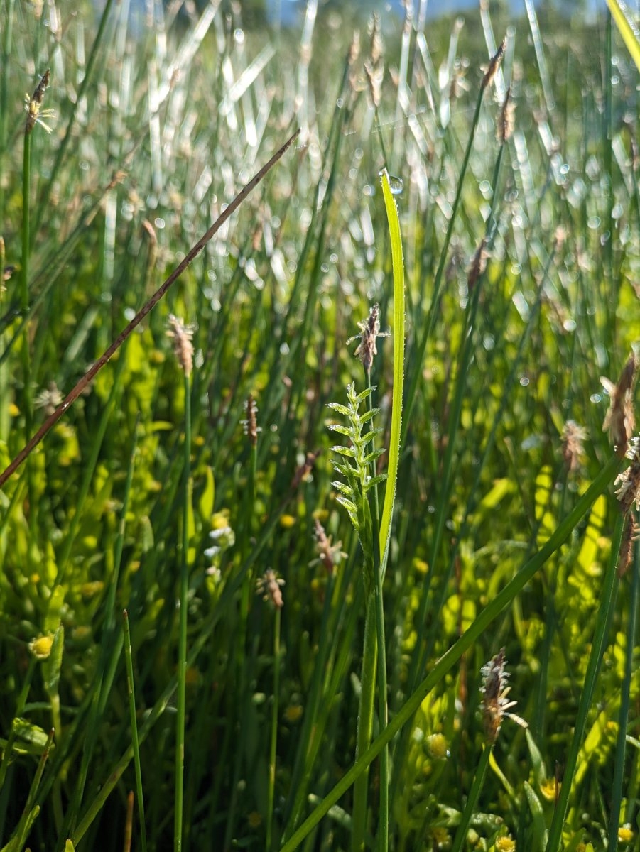 Pleuropogon californicus var. davyi