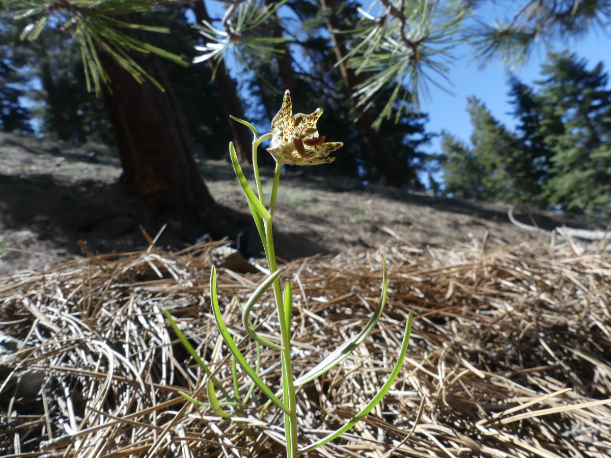 Fritillaria pinetorum