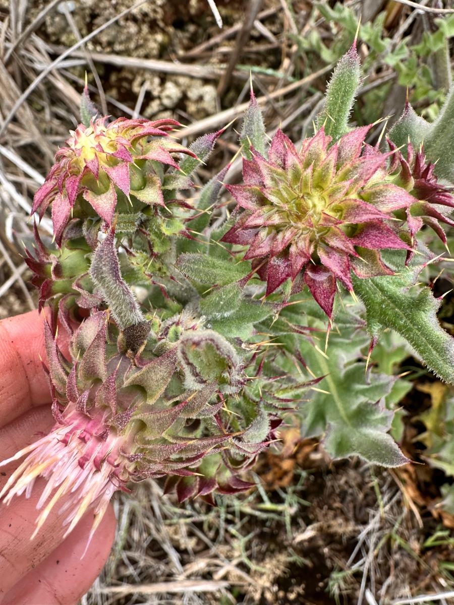 Cirsium fontinale var. fontinale